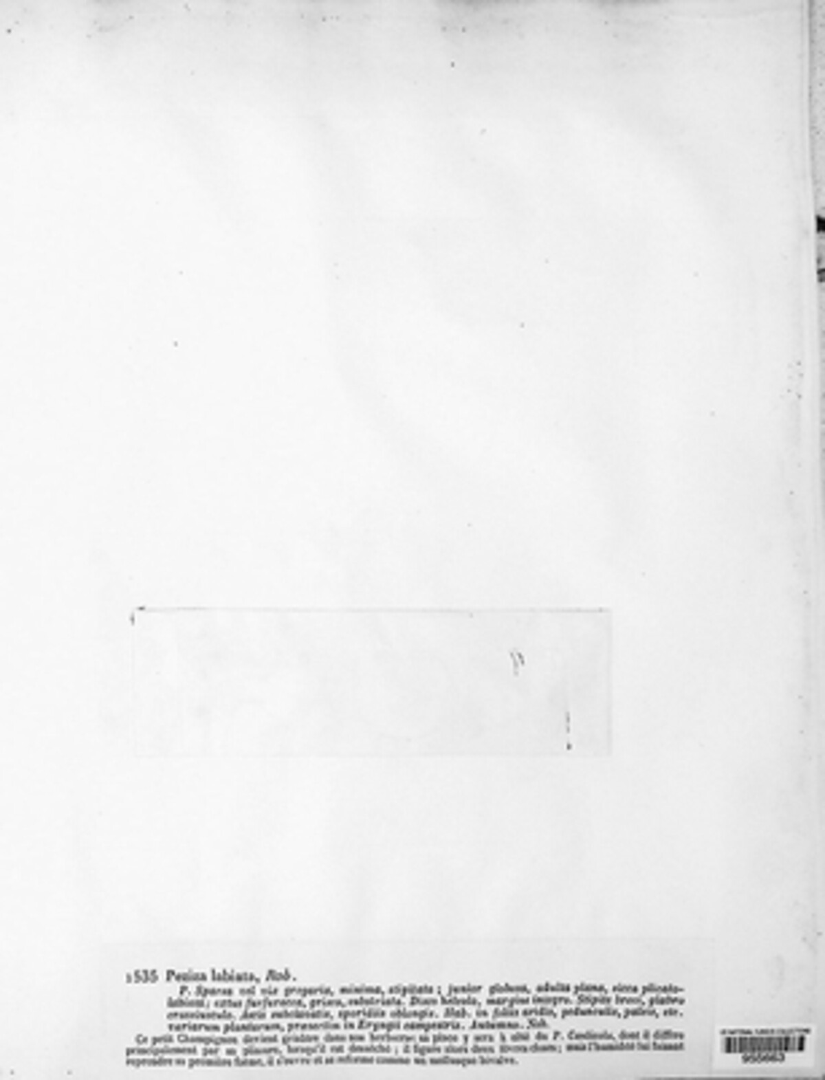 Phialea image